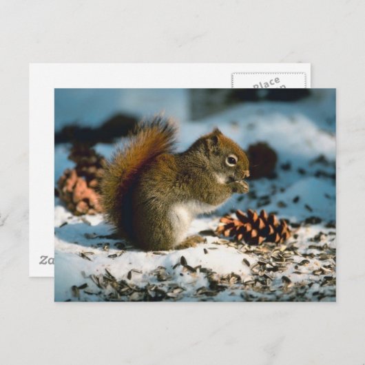 アカリス ポストカード (正面/裏面)