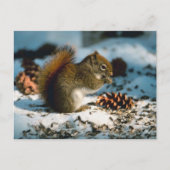 アカリス ポストカード (正面)