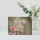 アカリス ポストカード (スタンド正面)