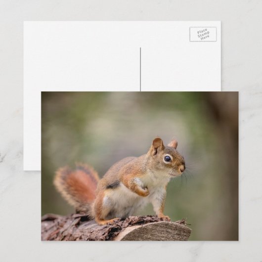 アカリス ポストカード (正面/裏面)