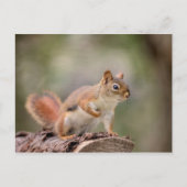 アカリス ポストカード (正面)