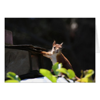 アカリス、Tresco