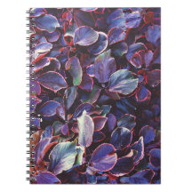 アカリパヴィルケシアナ