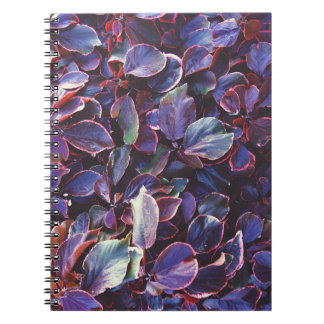 アカリパヴィルケシアナ ノートブック