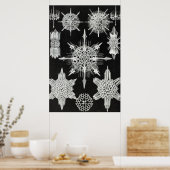 アカンソフラッタ、ワunderstrahlinge水中競技動物 ポスター (キッチン)