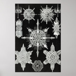 アカンソフラッタ、ワunderstrahlinge水中競技動物 ポスター