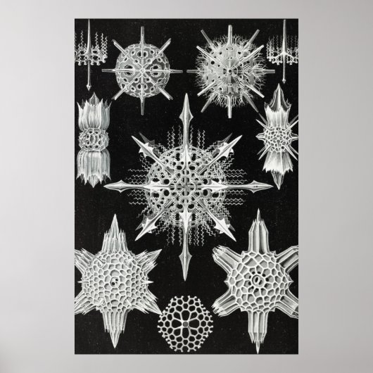 アカンソフラッタ、ワunderstrahlinge水中競技動物 ポスター (正面)