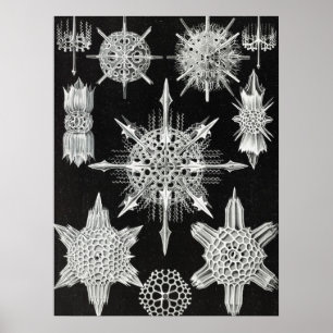 アカンソフラッタ、ワunderstrahlinge水中競技動物 ポスター