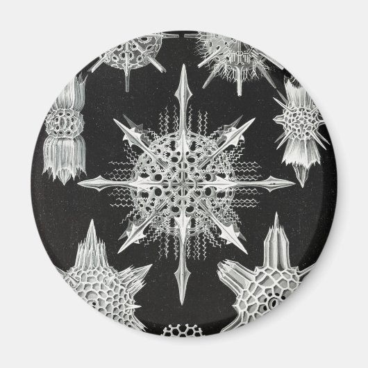 アカンソフラッタ、ワunderstrahlinge水中競技動物 マグネット (正面)