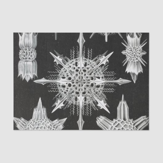 アカンソフラッタ、ワunderstrahlinge水中競技動物 薄葉紙 (正面)