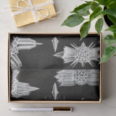 アカンソフラッタ、ワunderstrahlinge水中競技動物 薄葉紙 (ギフト)