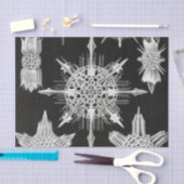 アカンソフラッタ、ワunderstrahlinge水中競技動物 薄葉紙 (クラフト)