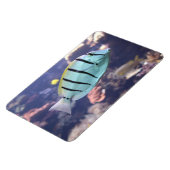 アカントゥルス マグネット (左側)