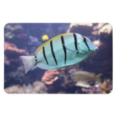 アカントゥルス マグネット (横)