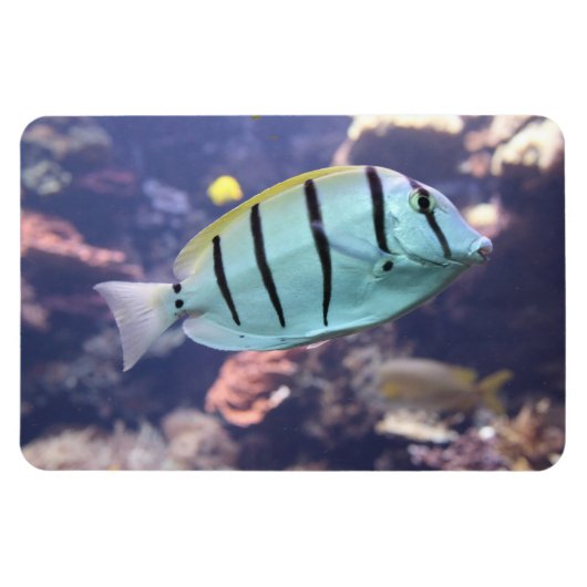 アカントゥルス マグネット (横)