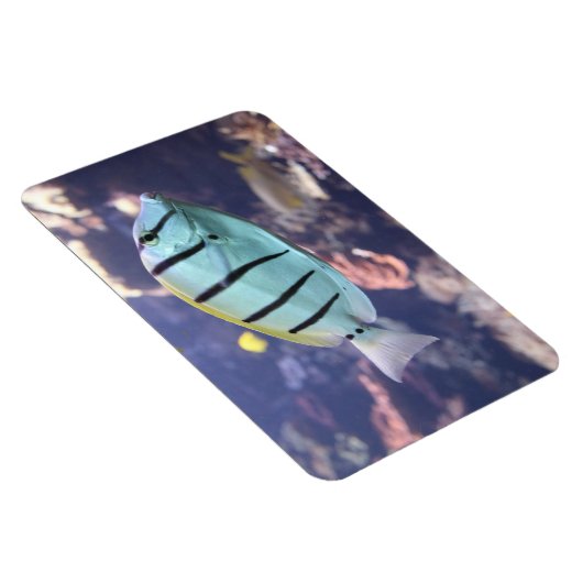 アカントゥルス マグネット (右側)