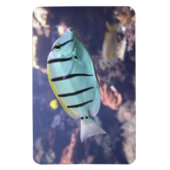 アカントゥルス マグネット (縦)