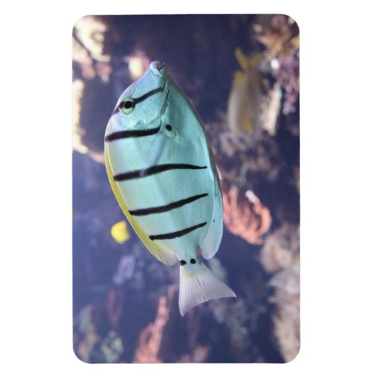 アカントゥルス マグネット (縦)