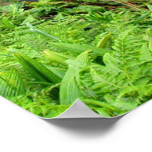 アカ秋ス，ハワイ ポスター (角)