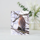 アカ肩ワシのポストカード ポストカード (スタンド正面)