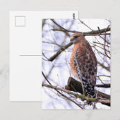 アカ肩ワシのポストカード ポストカード (正面/裏面)