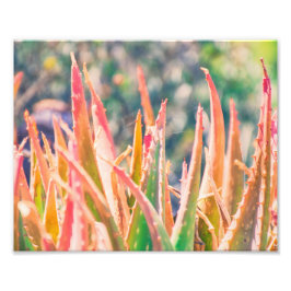 アガカラフルブ植物のヒント |フォトプリント フォトプリント           