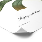 アガカンサス属 ポスター (角)