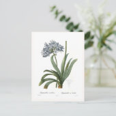 アガカンサス属 ポストカード (スタンド正面)