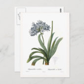 アガカンサス属 ポストカード (正面/裏面)