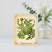 アガチダムマラヴィンテージイラストレーション ポストカード (スタンド正面)