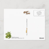 アガチダムマラヴィンテージイラストレーション ポストカード (裏面)