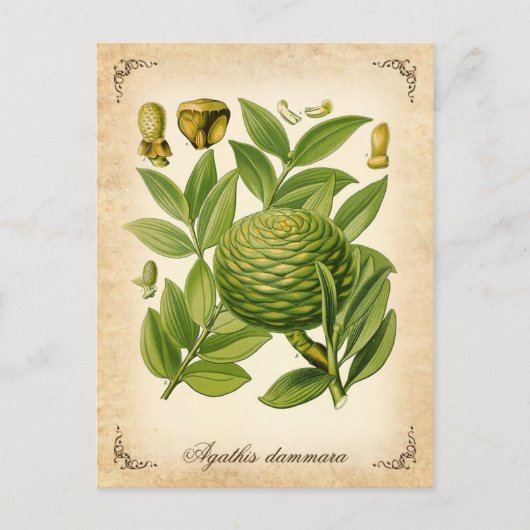 アガチダムマラヴィンテージイラストレーション ポストカード (正面)