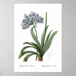 アガパンサス属のumbellatus ポスター