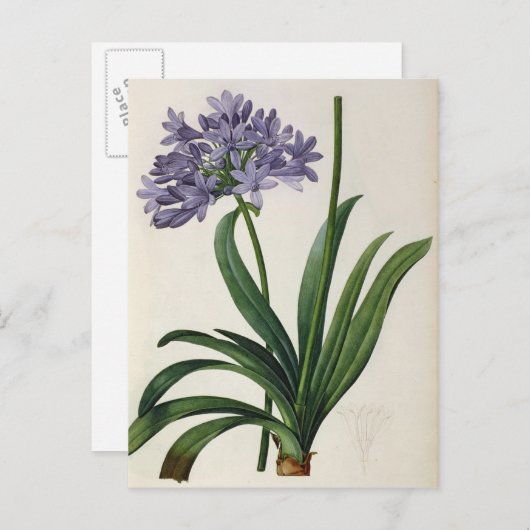 アガパンサス・アンブレラトゥス ポストカード (正面/裏面)