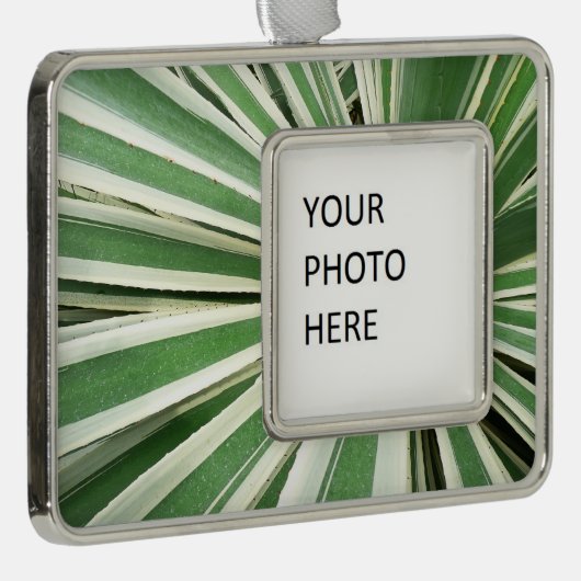 アガブ植物緑と白ストライプの色 シルバープレートフレームオーナメント (右)