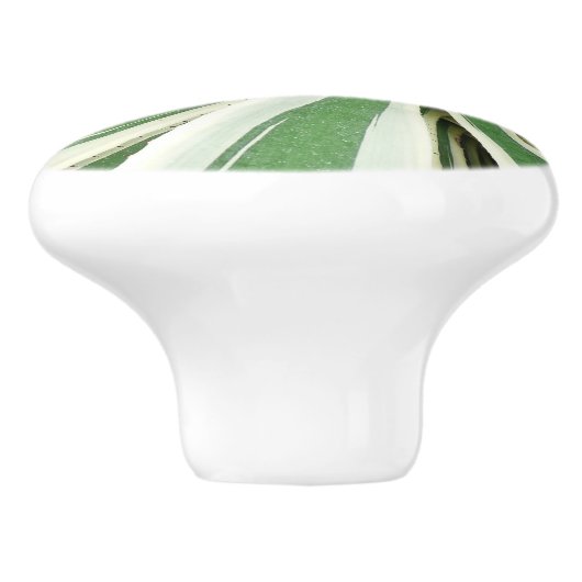 アガブ植物緑と白ストライプの色 セラミックノブ (側面)