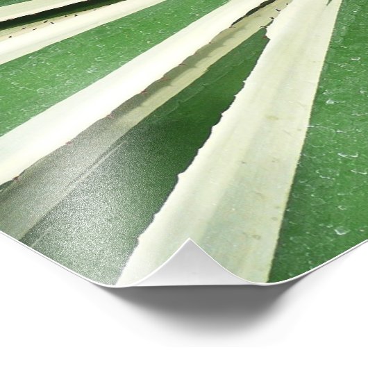 アガブ植物緑と白ストライプの色 フォトプリント            (角)