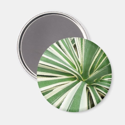 アガブ植物緑と白ストライプの色 マグネット (正面/裏面)