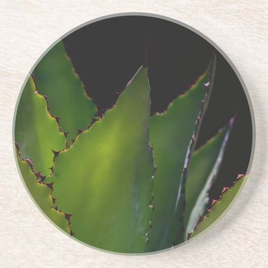 アガベの光 コースター (正面)