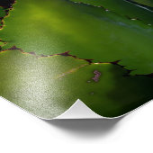 アガベの光 フォトプリント            (角)