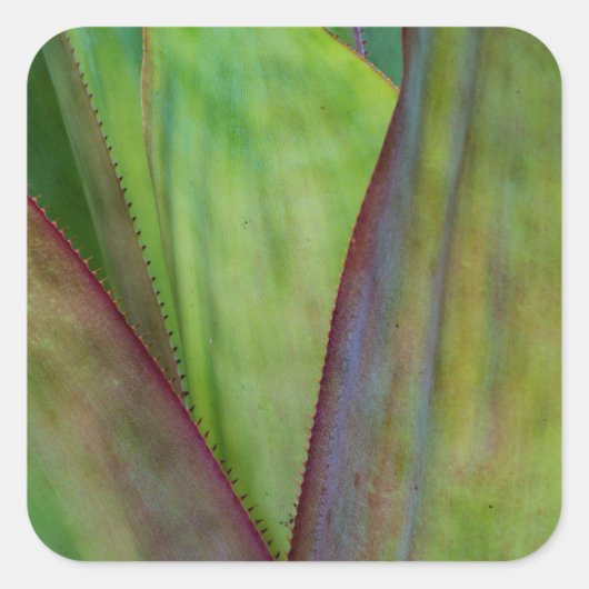 アガベの植物の詳細 スクエアシール (正面)