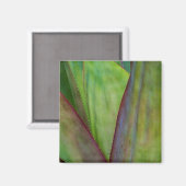 アガベの植物の詳細 マグネット (正面/裏面)