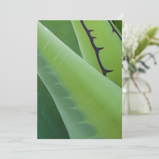 アガベの閉鎖 カード (スタンド正面)