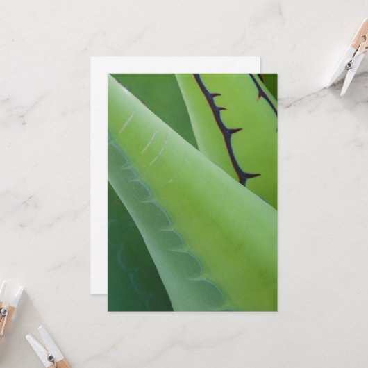 アガベの閉鎖 カード (正面/裏面インサイチュ)