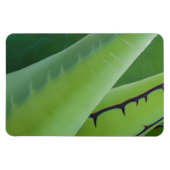 アガベの閉鎖 マグネット (横)