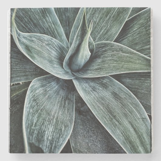 アガベアッテネータ ストーンコースター (正面)