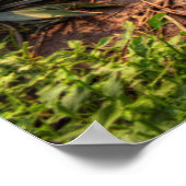 アガベテキラナ ポスター (角)