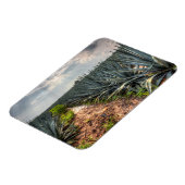 アガベテキラナ マグネット (左側)