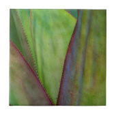 アガベプラント詳細 タイル (正面)