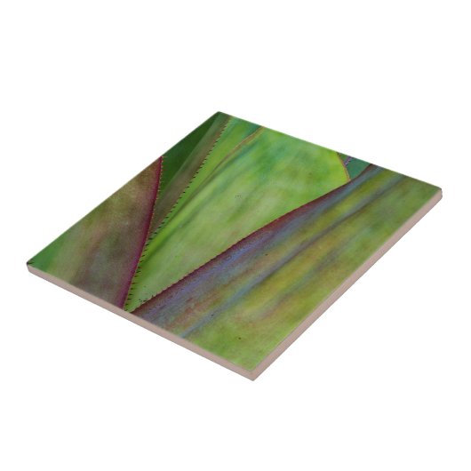 アガベプラント詳細 タイル (側面)